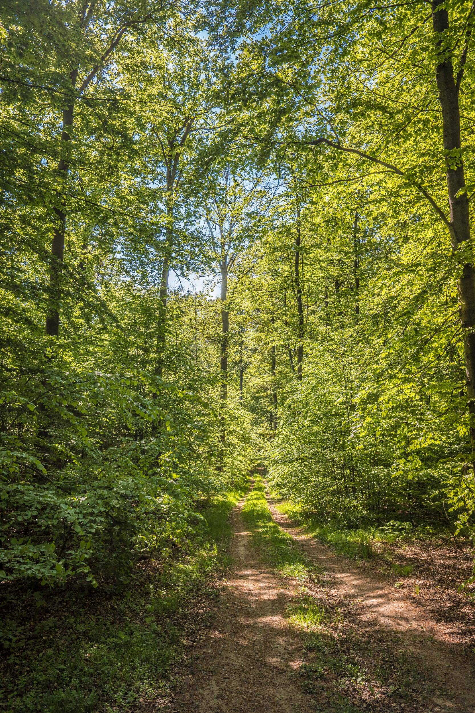 Waldweg zur Wolfsgrube am Mönchsberg bei Hofstetten